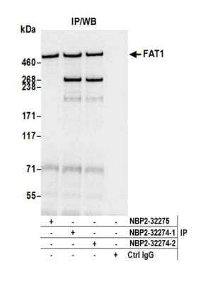 Immunoprecipitation: FAT1 Antibody [NBP2-32274] - Detection of human FAT1 by western blot of immunoprecipitates. Samples: Whole cell lysate (1.0 mg per IP reaction; 20% of IP loaded) from HeLa cells prepared using NETN lysis buffer. Antibodies: Affinity purified rabbit anti-FAT1 antibody NBP2-32274 (lot NBP2-32274-2) used for IP at 6 ug per reaction. FAT1 was also immunoprecipitated by a previous lot of this antibody (lot NBP2-32274-1) and rabbit anti-FAT1 antibody NBP2-32275. For blotting immunoprecipitated FAT1, NBP2-32274 was used at 0.04 ug/ml. Detection: Chemiluminescence with an exposure time of 3 seconds.