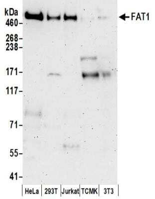 Western Blot: FAT1 Antibody [NBP2-32275] - Samples:  Whole cell lysate (50 ug) prepared using NETN buffer from HeLa, 293T, Jurkat, mouse TCMK-1, and mouse NIH3T3 cells.  Antibodies:  Affinity purified rabbit anti-FAT1 antibody NBP2-32275 used for WB at 0.1 ug/ml.  Detection: Chemiluminescence with an exposure time of 3 minutes.