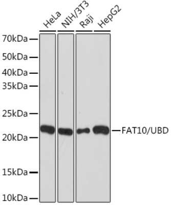 Western Blot: FAT10 Antibody (10A6T5) [NBP3-16731] - Analysis of extracts of various cell lines, using FAT10 Rabbit mAb (NBP3-16731) at 1:1000 dilution. Secondary antibody: HRP Goat Anti-Rabbit IgG (H+L) at 1:10000 dilution. Lysates/proteins: 25ug per lane. Blocking buffer: 3% nonfat dry milk in TBST. Detection: ECL Basic Kit. Exposure time: 30s.