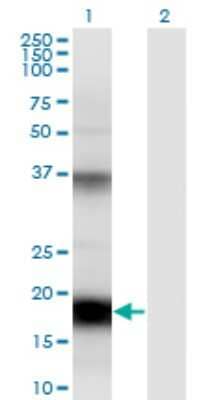 Western Blot: FAT10 Antibody (7D8) [H00010537-M01] - Analysis of UBD expression in transfected 293T cell line by UBD monoclonal antibody (M01), clone 7D8.Lane 1: UBD transfected lysate(18.5 KDa).Lane 2: Non-transfected lysate.