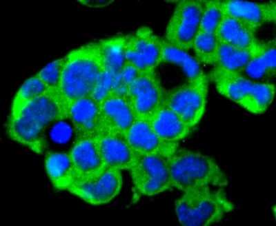 Immunocytochemistry/Immunofluorescence: FAT10 Antibody (JJ084-09) [NBP2-67917] - Staining Ubiquitin D in F9 cells (green). The nuclear counter stain is DAPI (blue). Cells were fixed in paraformaldehyde, permeabilised with 0.25% Triton X100/PBS.