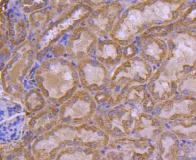 Immunohistochemistry-Paraffin: FAT10 Antibody (JJ084-09) [NBP2-67917] - Analysis of paraffin-embedded mouse kidney tissue using anti-Ubiquitin D antibody. Counter stained with hematoxylin.