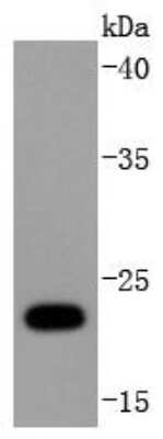 Western Blot: FAT10 Antibody (JJ084-09) [NBP2-67917] - Analysis of Ubiquitin D on Hela cells lysates using anti-Ubiquitin D antibody at 1/1,000 dilution.