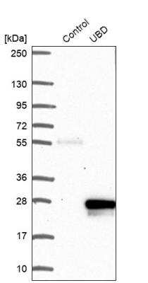 Western Blot: FAT10 Antibody [NBP2-13498] - Analysis in control (vector only transfected HEK293T lysate) and UBD over-expression lysate (Co-expressed with a C-terminal myc-DDK tag (~3.1 kDa) in mammalian HEK293T cells).