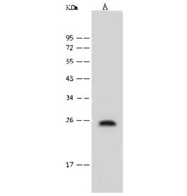 Western Blot: FAT10 Antibody [NBP2-99524] - Anti-FAT10 rabbit polyclonal antibody at 1:500 dilution. Lane A: HepG2 Whole Cell Lysate Lysates/proteins at 30 ug per lane. Secondary Goat Anti-Rabbit IgG (H+L)/HRP at 1/10000 dilution. Developed using the ECL technique. Performed under reducing conditions. Predicted band size: 18 kDa. Observed band size: 25 kDa