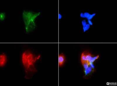 Immunocytochemistry/ Immunofluorescence FAT4 Antibody - BSA Free