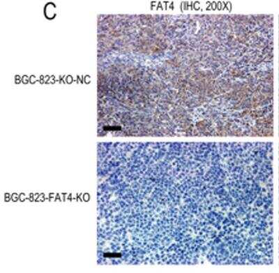 Knockout Validated FAT4 Antibody - BSA Free