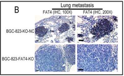 Knockout Validated FAT4 Antibody - BSA Free