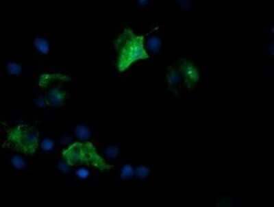 Immunofluorescence: FATE1 Antibody (OTI1A1) [NBP2-45594] - Analysis  of COS7 cells transiently transfected by pCMV6-ENTRY FATE1.