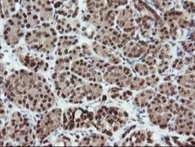 Immunohistochemistry: FATE1 Antibody (OTI1A1) [NBP2-45594] - Analysis of Human pancreas tissue.