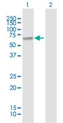 Western Blot: FATP1/SLC27A1 Antibody [H00376497-B01P] - Analysis of SLC27A1 expression in transfected 293T cell line by SLC27A1 polyclonal antibody.  Lane 1: SLC27A1 transfected lysate(71.06 KDa). Lane 2: Non-transfected lysate.