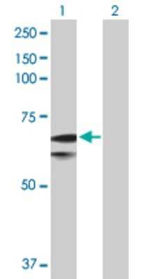 Western Blot: FATP1/SLC27A1 Antibody [H00376497-D01P] - Analysis of SLC27A1 expression in transfected 293T cell line by SLC27A1 polyclonal antibody.Lane 1: SLC27A1 transfected lysate(71.10 KDa).Lane 2: Non-transfected lysate.