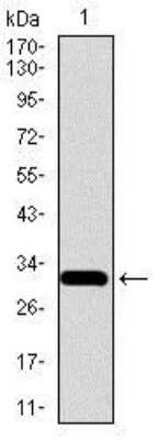 Western Blot: FATP5/SLC27A5 Antibody (4B11C10) [NBP2-37413] - Western blot analysis using SLC27A5 mAb against human SLC27A5 recombinant protein. (Expected MW is 32.9 kDa)