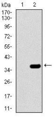 Western Blot: FATP5/SLC27A5 Antibody (4B11C10) [NBP2-37413] - Western blot analysis using SLC27A5 mAb against HEK293 (1) and SLC27A5 (AA: 508-570)-hIgGFc transfected HEK293 (2) cell lysate.