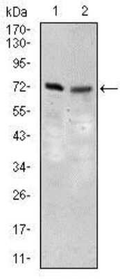 Western Blot: FATP5/SLC27A5 Antibody (4B11C10) [NBP2-37413] - Western blot analysis using SLC27A5 mouse mAb against 3T3L1 (1) and NIH3T3 (2) cell lysate.