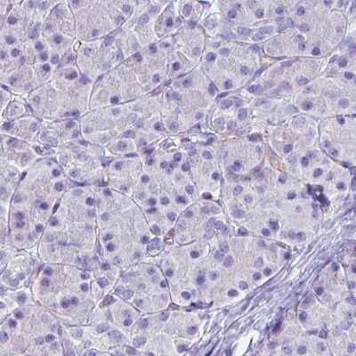 Immunohistochemistry-Paraffin: FATP5/SLC27A5 Antibody (CL0213) [NBP2-14788] - Staining of human pancreas shows no immunoreactivity (negative control).