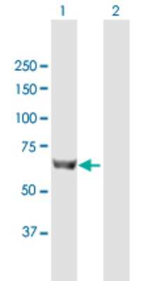 Western Blot: FATP5/SLC27A5 Antibody [H00010998-B01P] - Analysis of SLC27A5 expression in transfected 293T cell line by SLC27A5 polyclonal antibody.  Lane 1: SLC27A5 transfected lysate(75.9 KDa). Lane 2: Non-transfected lysate.