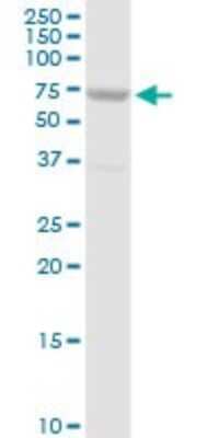 Western Blot: FATP5/SLC27A5 Antibody [H00010998-D01P] - Analysis of SLC27A5 expression in human liver.