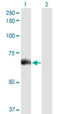 Western Blot: FATP5/SLC27A5 Antibody [H00010998-D01P] - Analysis of SLC27A5 expression in transfected 293T cell line by SLC27A5 polyclonal antibody.Lane 1: SLC27A5 transfected lysate(75.90 KDa).Lane 2: Non-transfected lysate.
