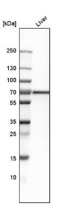 <b>Orthogonal Strategies Validation. </b>Western Blot: FATP5/SLC27A5 Antibody [NBP1-89267] - Analysis in human liver tissue.