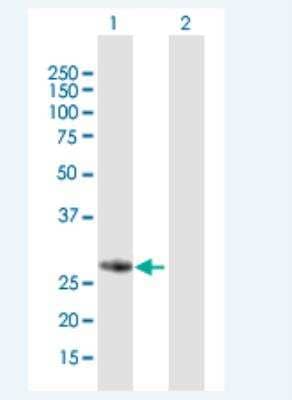 Western Blot: FBG4 Antibody [H00115290-B01P-50ug] - Analysis of FBXO17 expression in transfected 293T cell line (H00115290-T01) by FBXO17 MaxPab polyclonal antibody.  Lane 1: FBXO17 transfected lysate(30.58 KDa). Lane 2: Non-transfected lysate.