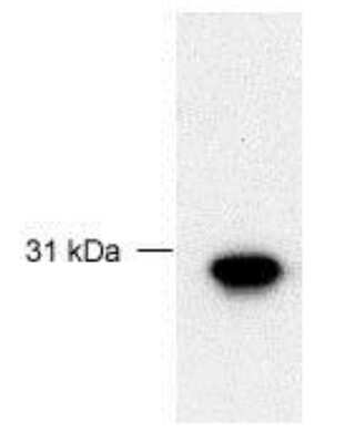 Western Blot FBG4 Antibody - BSA Free