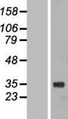 Western Blot: FBG4 Overexpression Lysate (Adult Normal) [NBL1-10622] Left-Empty vector transfected control cell lysate (HEK293 cell lysate); Right -Over-expression Lysate for FBG4.