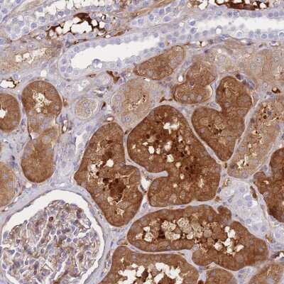 Immunohistochemistry-Paraffin: FBN3 Antibody [NBP2-14010] Staining of human kidney shows strong cytoplasmic positivity in cells in tubules.