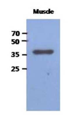 Western Blot: FBP2 Antibody (1E11) [NBP2-22556] - The extracts of Mouse muscle (40ug) were resolved by SDS-PAGE, transferred to PVDF membrane and probed with anti-human FBP2 antibody (1:1000). Proteins were visualized using a goat anti-mouse secondary antibody conjugated to HRP and an ECL detection system.
