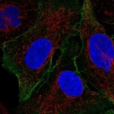<b>Orthogonal Strategies Validation. </b>Immunocytochemistry/Immunofluorescence: FBP2 Antibody [NBP3-17033] - Staining of human cell line U-2 OS shows localization to plasma membrane.