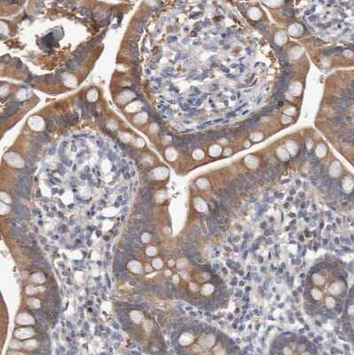 Immunohistochemistry-Paraffin: FBP2 Antibody [NBP1-86473] - Staining of human small intestine shows moderate cytoplasmic positivity in glandular cells.