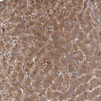 Immunohistochemistry-Paraffin: FBP2 Antibody [NBP1-86473] - Staining of human liver shows moderate to strong cytoplasmic positivity in hepatocytes.