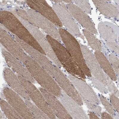 Immunohistochemistry-Paraffin: FBP2 Antibody [NBP3-17033] - Staining of human skeletal muscle shows high expression.