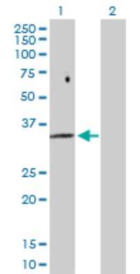 Western Blot: FBP2 Antibody [H00008789-D01P] - Analysis of FBP2 expression in transfected 293T cell line by FBP2 polyclonal antibody.Lane 1: FBP2 transfected lysate(36.70 KDa).Lane 2: Non-transfected lysate.