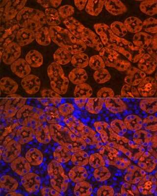 Immunohistochemistry: FBPase 1 Antibody (7N8C1) [NBP3-15423] - Immunofluorescence analysis of mouse kidney using FBPase 1 Rabbit mAb (NBP3-15423) at dilution of 1:100 (40x lens). Blue: DAPI for nuclear staining.