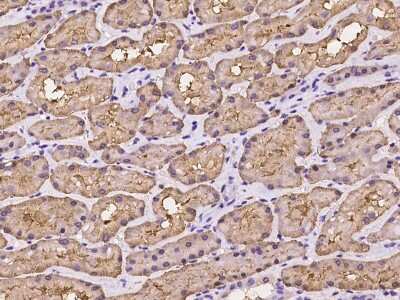 Immunohistochemistry-Paraffin: FBPase 1 Antibody [NBP2-97978] - Immunochemical staining of human FBPase 1 in human kidney with rabbit polyclonal antibody at 1:100 dilution, formalin-fixed paraffin embedded sections.