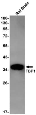 Western Blot: FBPase 1 Antibody (S04-1D6) [NBP3-19953] - Western blot detection of FBPase 1 in Rat Brain lysates using NBP3-19953 (1:1000 diluted). Predicted band size: 37kDa. Observed band size: 37kDa.