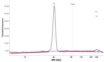 Simple Western: FBPase 1 Antibody [NBP1-84721] - Electropherogram image(s) of corresponding Simple Western lane view. FBPase 1 antibody was used at 1:20 dilution on RT-4 and NIH-3T3 lysates(s).