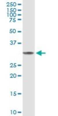 Western Blot: FBPase 1 Antibody [H00002203-B01P] - Analysis of FBP1 expression in MCF-7.
