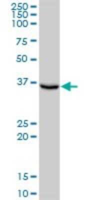 Western Blot: FBPase 1 Antibody [H00002203-B01P] - Analysis of FBP1 expression in human liver.
