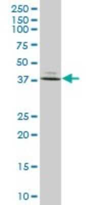 Western Blot: FBPase 1 Antibody [H00002203-B01P] - Analysis of FBP1 expression in human stomach.