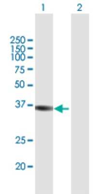 Western Blot: FBPase 1 Antibody [H00002203-B01P] - Analysis of FBP1 expression in transfected 293T cell line by FBP1 polyclonal antibody.  Lane 1: FBP1 transfected lysate(37.18 KDa). Lane 2: Non-transfected lysate.