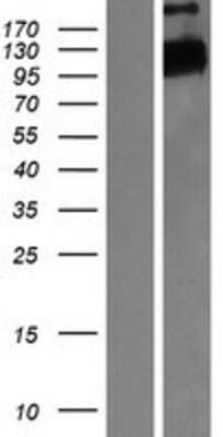 Western Blot: FBW7 Overexpression Lysate (Adult Normal) [NBP2-11011] Left-Empty vector transfected control cell lysate (HEK293 cell lysate); Right -Over-expression Lysate for FBW7.