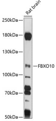Western Blot FBX10 Antibody - Azide and BSA Free
