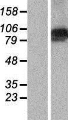 Western Blot FBX10 Overexpression Lysate
