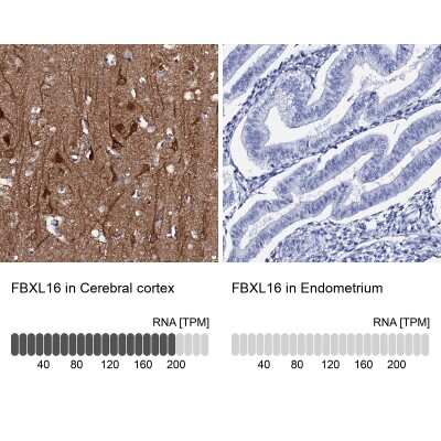 Immunohistochemistry-Paraffin: FBXL16 Antibody [NBP1-88440] - Analysis in human cerebral cortex and endometrium tissues. Corresponding FBXL16 RNA-seq data are presented for the same tissues.