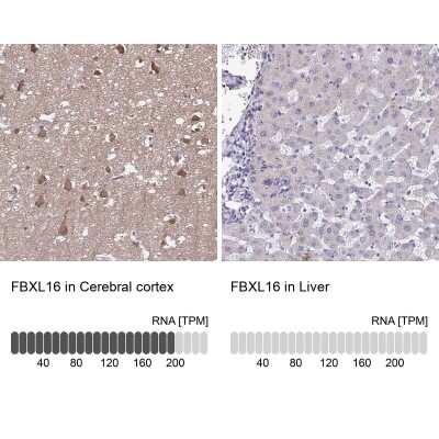 <b>Orthogonal Strategies Validation. </b>Immunohistochemistry-Paraffin: FBXL16 Antibody [NBP2-38789] - Analysis in human cerebral cortex and liver tissues. Corresponding FBXL16 RNA-seq data are presented for the same tissues.