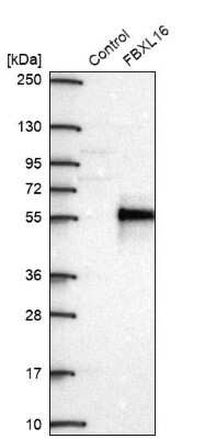Western Blot: FBXL16 Antibody [NBP2-38789] - Analysis in control (vector only transfected HEK293T lysate) and FBXL16 over-expression lysate (Co-expressed with a C-terminal myc-DDK tag (3.1 kDa) in mammalian HEK293T cells).