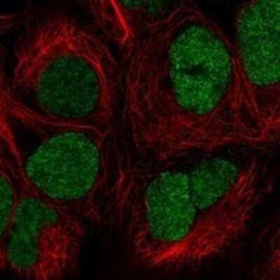 Immunocytochemistry/Immunofluorescence: FBXL19 Antibody [NBP3-17369] - Staining of human cell line HEK 293 shows localization to nucleoplasm.