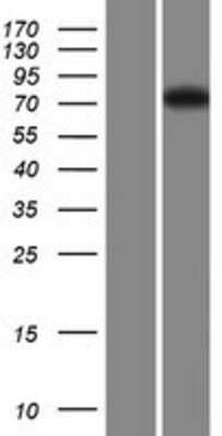 Western Blot: FBXL19 Overexpression Lysate (Adult Normal) [NBP2-08300] Left-Empty vector transfected control cell lysate (HEK293 cell lysate); Right -Over-expression Lysate for FBXL19.
